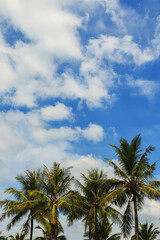 Fototapeta na wymiar Green coconut palm trees and beautiful sky with clouds