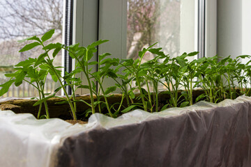  Tomato seedlings growing on the windowsill. Indoor gardening concept. Selective focus.