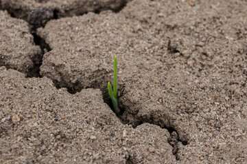  A sprout growing on cracked ground. Cracks dry out the soil. Concept of water shortage and drought. Selective focus.
