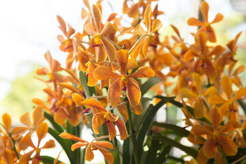 Orange-yellow Vanda orchid -Philippines- fragrant, is a commercial plant for export, popular...