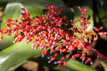 Crimson orchids and purple roe-like clusters on a blurred background are the most popular export economy flowers around the world, such as the United States and Europe. Planted to decorate the garden