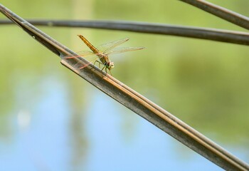 dragonfly on a tree
