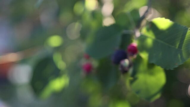 purple ripe berries hanging on branches close-up. fresh Purple fruits of shadbush serviceberry. Berry from the Amelanchier lamarckii, also called juneberry, serviceberry or shadbush