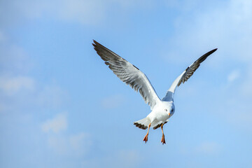 Fototapeta premium seagull in flight