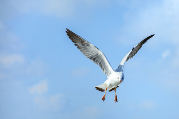 seagull in flight