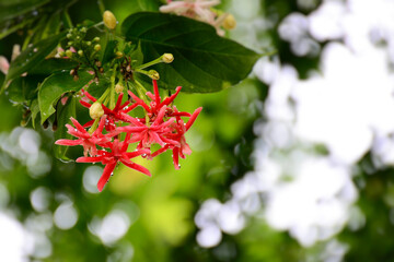 red and green leaves