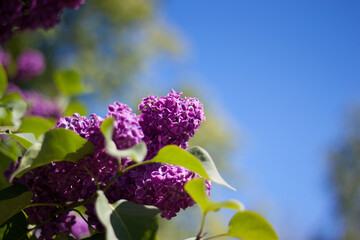 Lilac flowers close-up on a natural background.