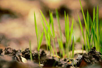 grass in the snow