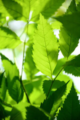 green leaves in sunlight