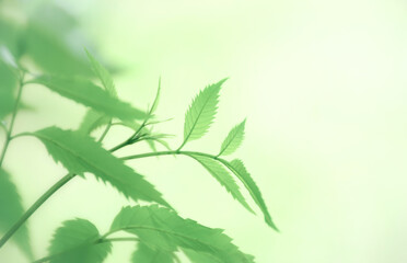 leaves of hemp