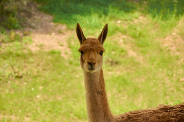 Lama vicugna is grazing in a pasture. Portrait of a female vicuna