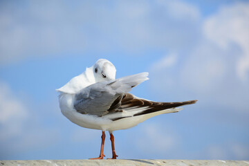 seagull on the rock