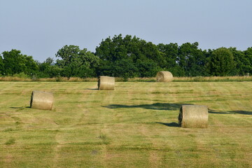 Fototapeta premium Hay Bales in a Farm Field