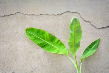 leaf on a wall