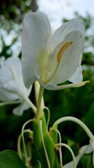 Close up look of a beautiful white flower in the garden