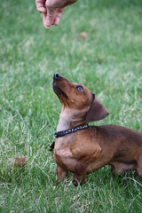 Miniature Dachsund