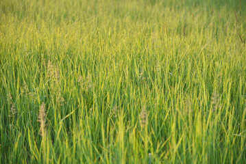 Juicy green grass with dew drops and evening sun.