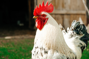 Beautiful cock in the house, household. Animal husbandry. Poultry farming. Village life....