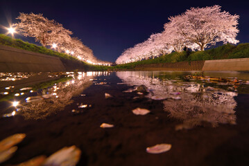草場川の桜並木のライトアップ