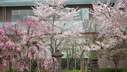 Tokyo cherry blossom