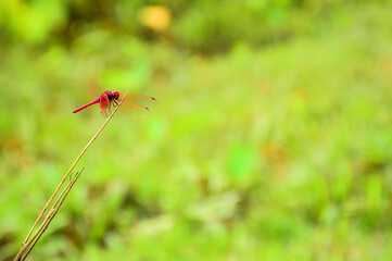 red dragonfly on leaf