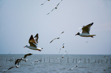 seagulls in flight