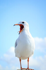 seagull on a beach