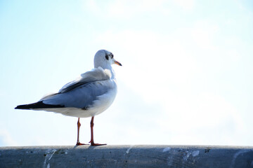 seagull on the beach