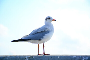 seagull on the beach