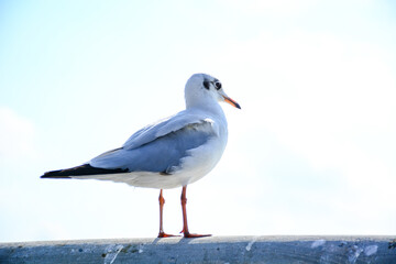 seagull on the beach