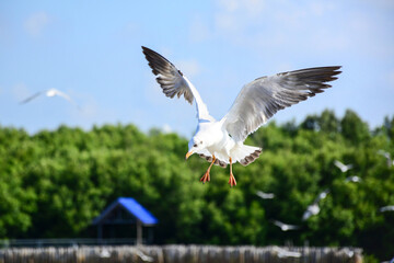 black headed gull