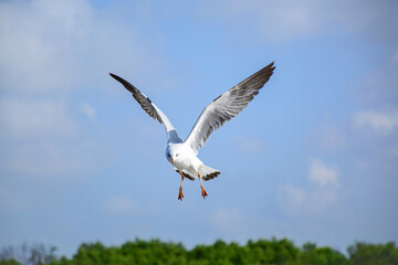 seagull in flight