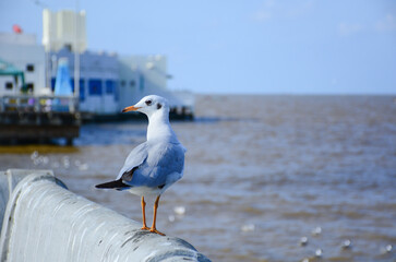 seagull on the beach