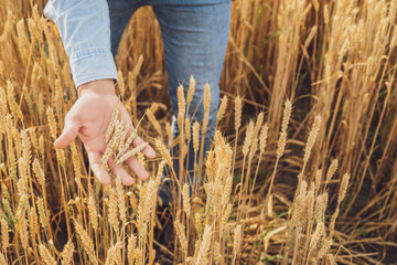 Farmer is holding wheat in his hands.	