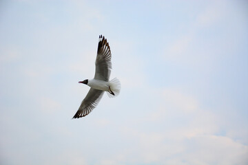 seagull in flight