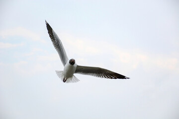 seagull in flight
