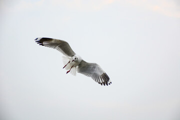 Obraz premium seagull in flight