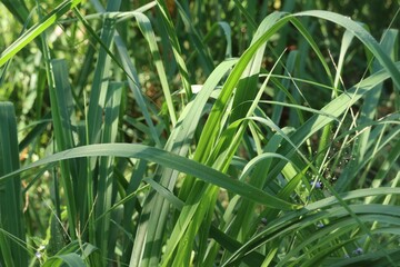 Green vetiver leaves background or texture