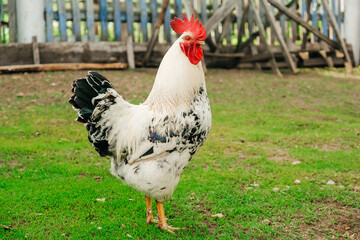 A rooster in the house, household. Animal husbandry. Poultry farming. Village life. Subsistence farming