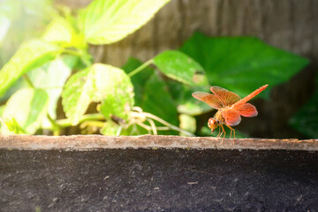 butterfly on a plant