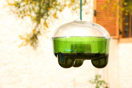 Hanging garden trap for wasps, hornets and flies