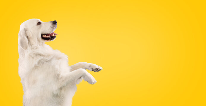 Golden retriever dog sitting on hind legs and begging something, looking at copy space, yellow background, free space