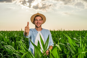 Happy farmer showing thumb up while standing in his growing corn field.	