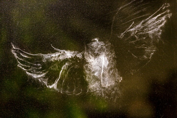 Print of a bird who flew against a window