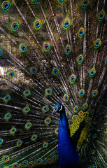 Obraz premium peacock with feathers