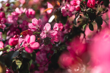 beautiful pink apple blossoms. spring, postcard background