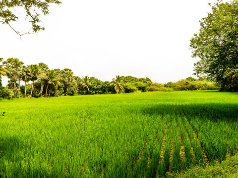landscape with field and trees
