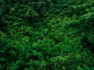 Aerial view of beautiful forest mountain landscape