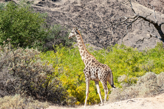 Impression of an Angolan Giraffe - Giraffa giraffa angolensis – wandering through the desert in north western, Namibia.