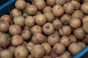 sapodilla stock on shop for sell